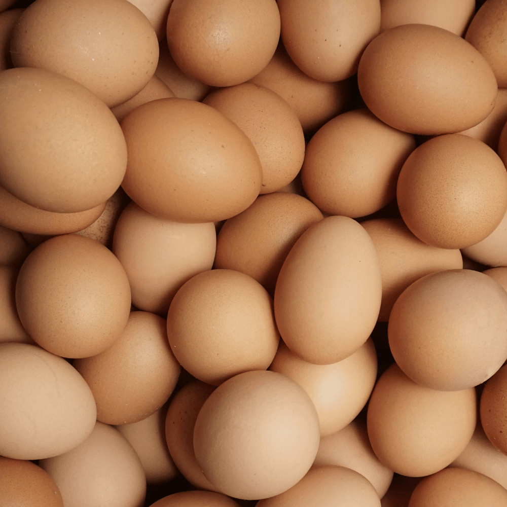 Egg Protein