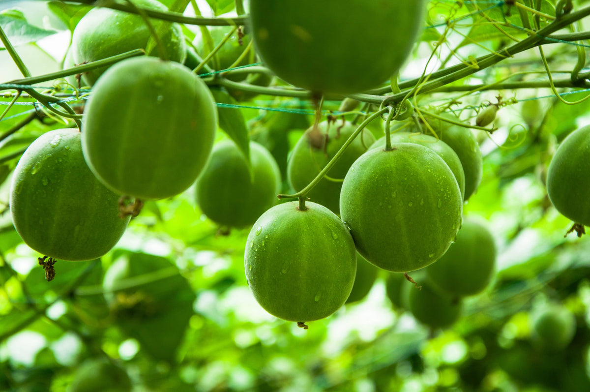 Monk Fruit Extract